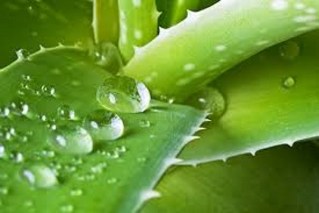 aloe vera for the lifting effect